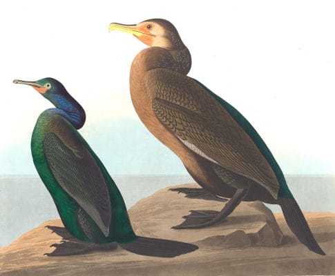 Violet Green Cormorant Bird Vintage Illustrations