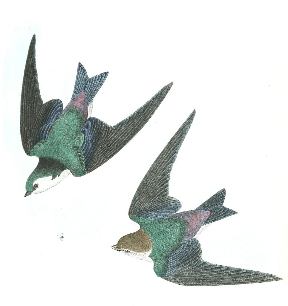 Violet Green Swallow Bird Vintage Illustrations