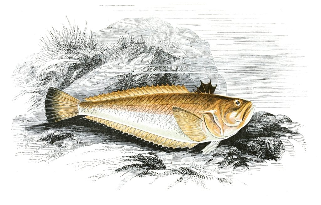 Viper Weever Fish Vintage Illustration