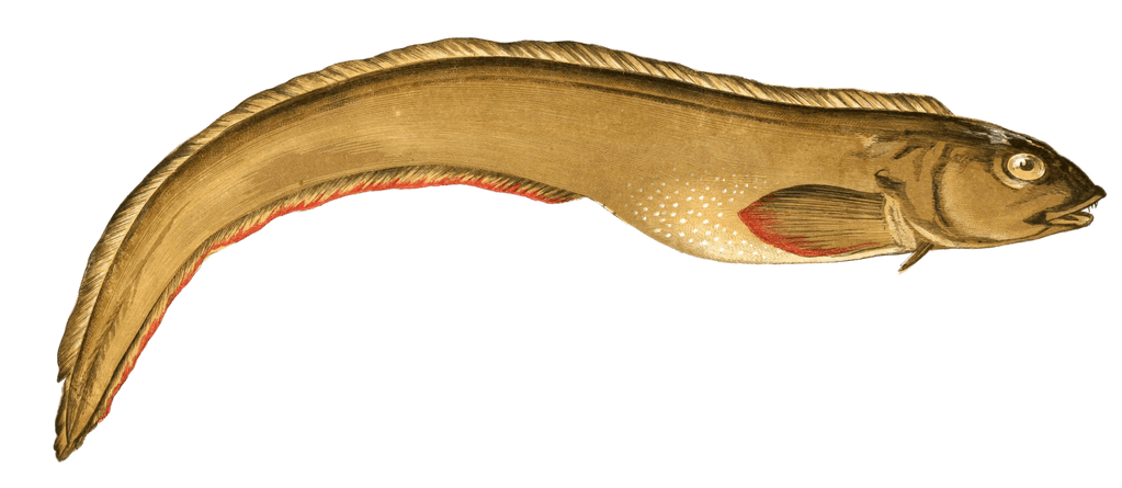 Viviparous Eel Vintage Illustration