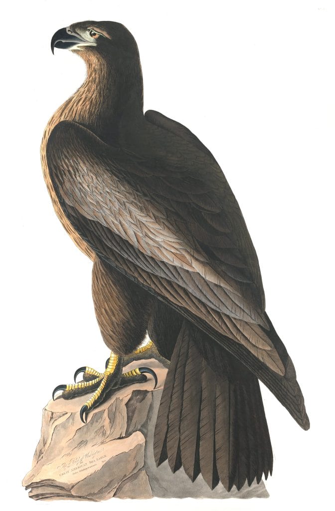 Washington Sea Eagle Bird Vintage Illustrations