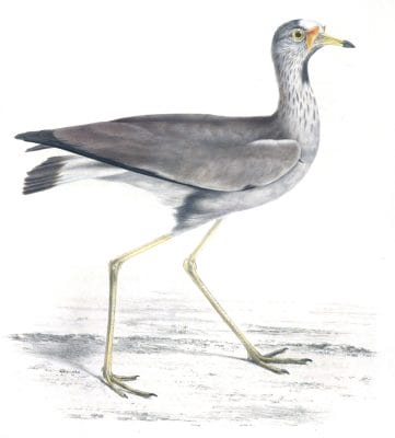 Wattled Lapwing - vanellus lateralis - Vintage Bird Illustrations