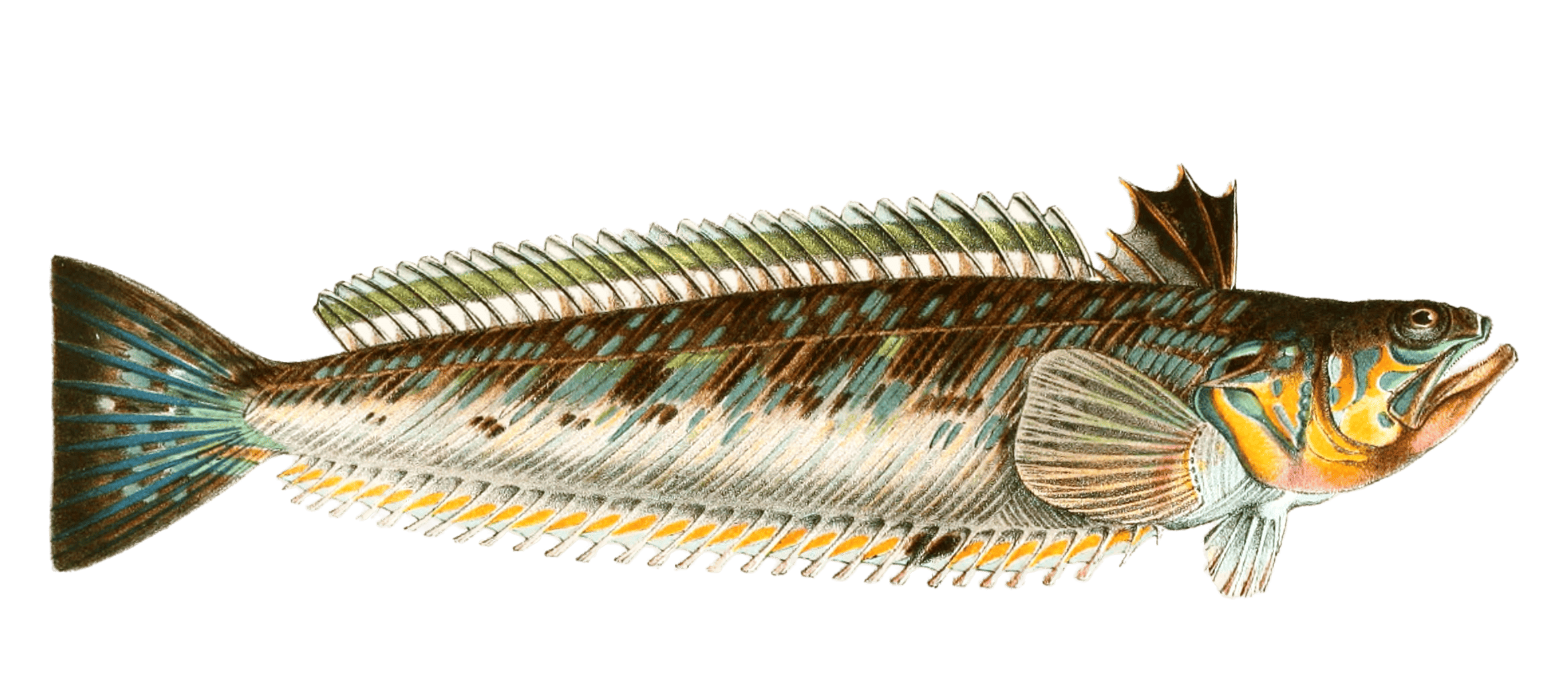 Weaver fish variety Vintage illustration - Free Vintage Illustrations