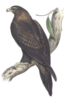 Wedge Tailed Eagle Bird Vintage Illustrations