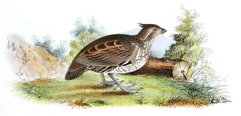 Welcome Partridge Bird Vintage Illustrations