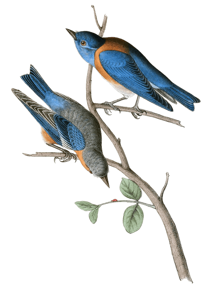 Western Blue Bird Bird Vintage Illustrations