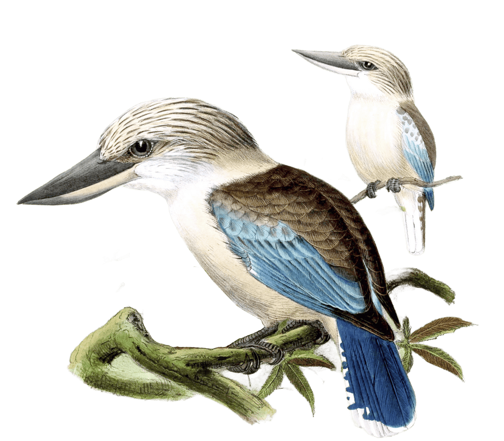 Western Laughing Kingfisher 2 Bird Vintage Illustration