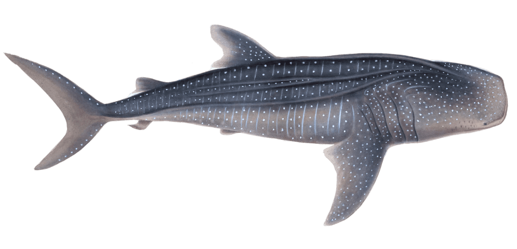 Whale Shark Rhinodon Typicus