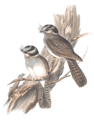 White Bellied Owlet Nightjar Bird Vintage Illustrations