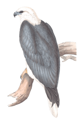 White Bellied Sea Eagle Bird Vintage Illustrations