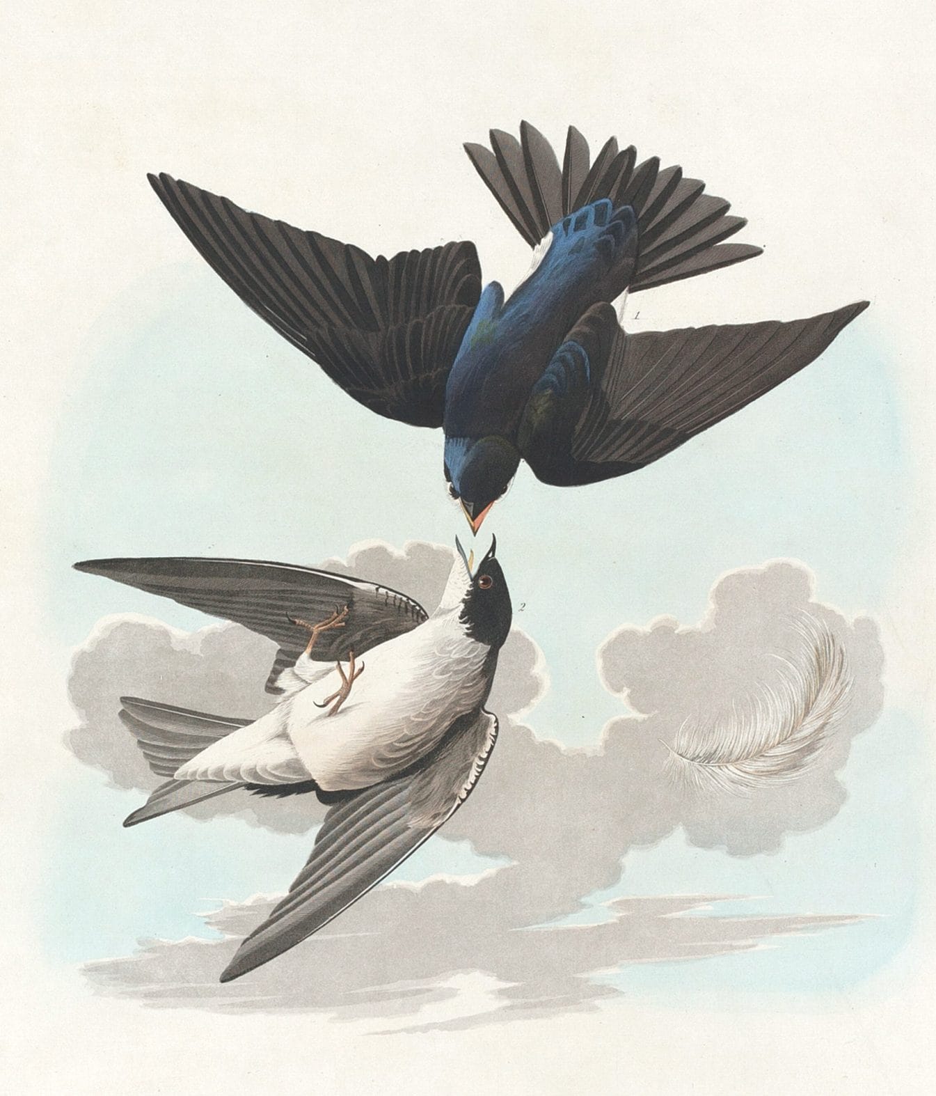 White Bellied Swallow Bird Vintage Illustrations