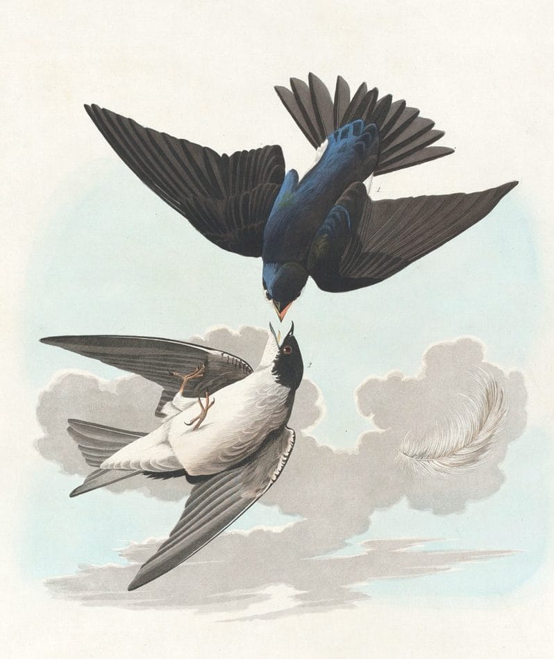White Bellied Swallow Bird Vintage Illustrations