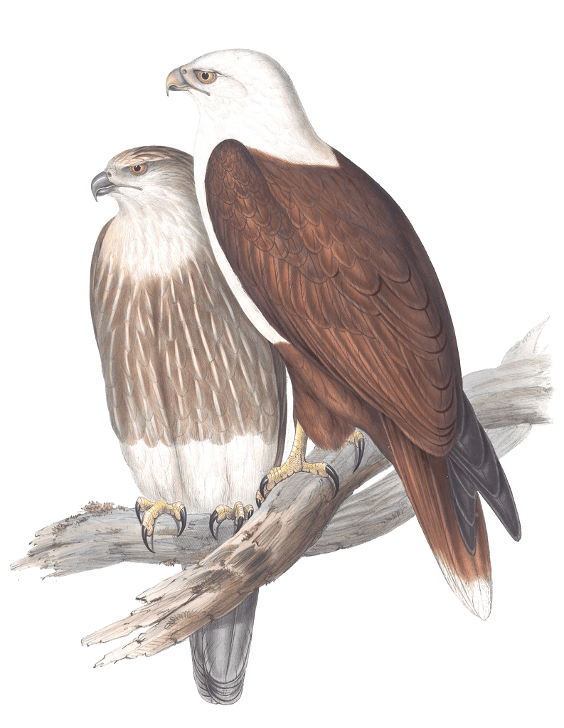 White Breasted Sea Eagle Bird Vintage Illustrations