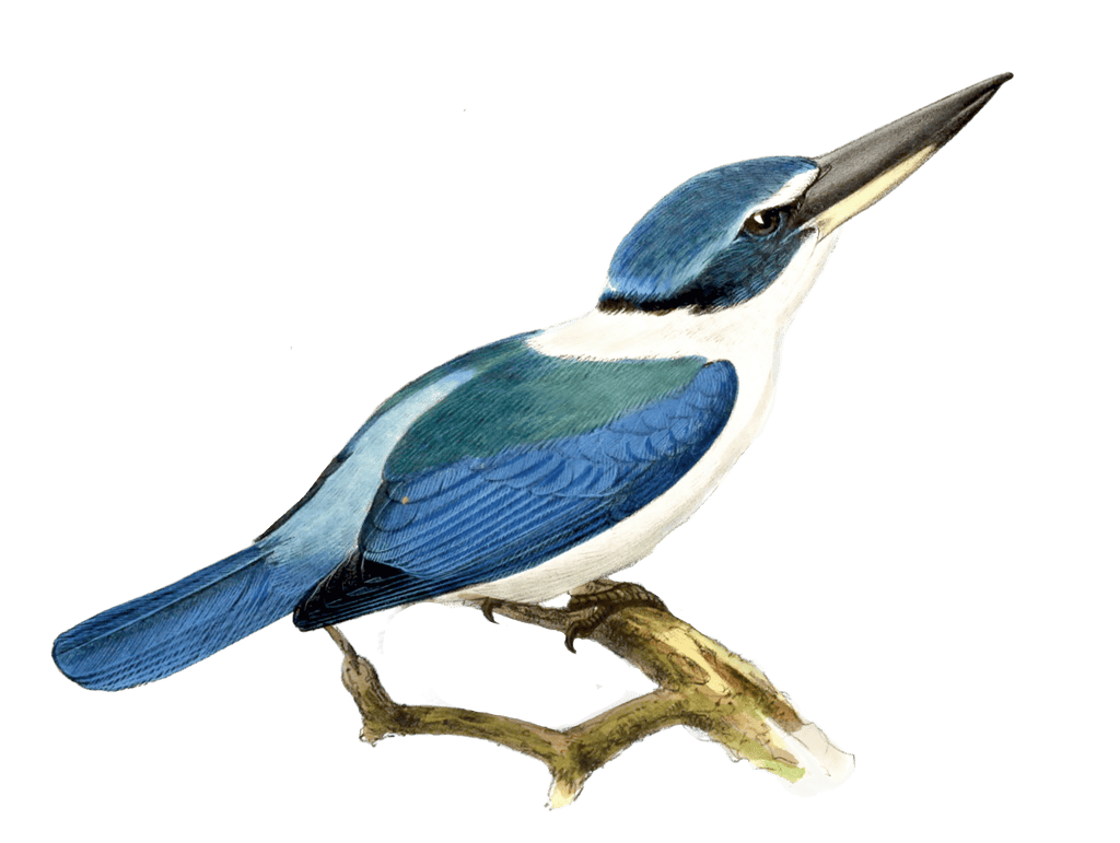 White Collared Kingfisher Bird Vintage Illustration