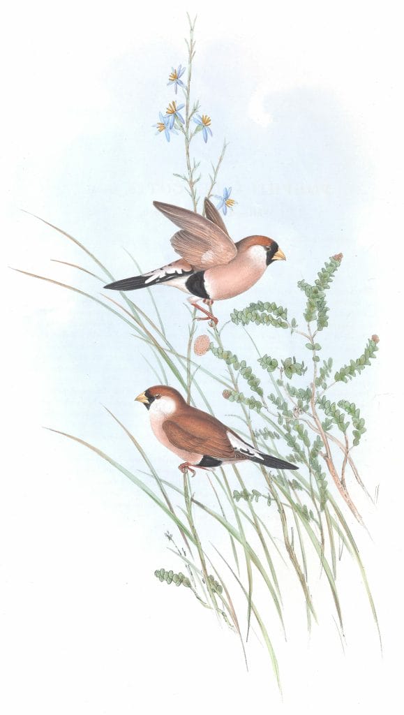 White Eared Grass Finch Bird Vintage Illustrations