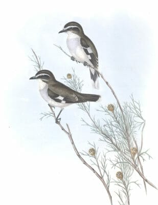 White Eyebrowed Robin Bird Vintage Illustrations