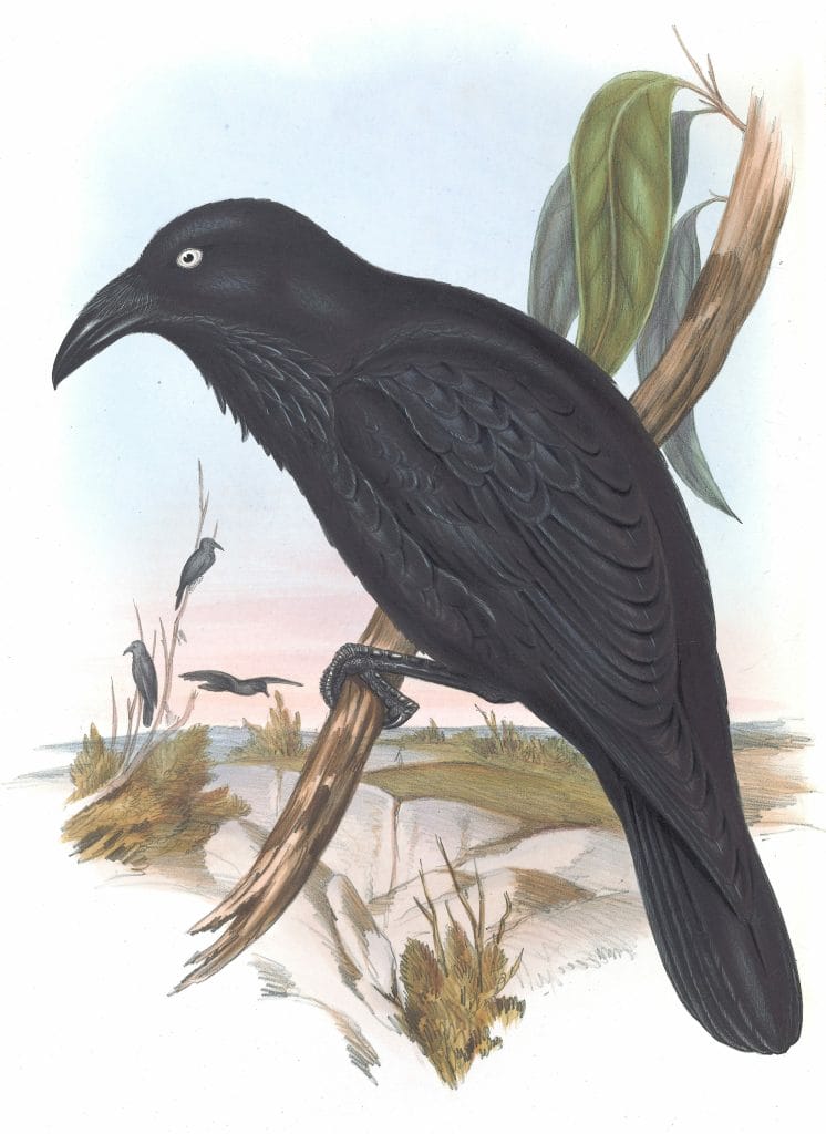 White Eyed Crow Bird Vintage Illustrations
