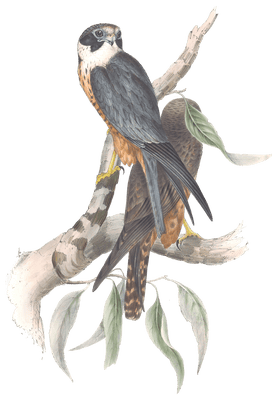 White Fronted Falcon Bird Vintage Illustrations