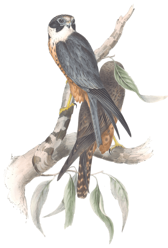 White Fronted Falcon Bird Vintage Illustrations