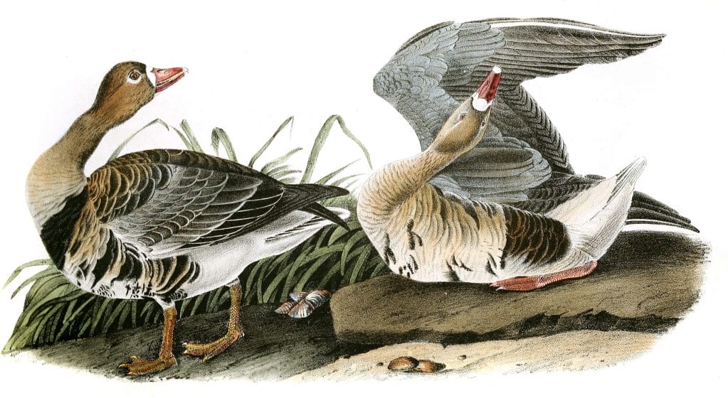 White Fronted Goose Bird Vintage Illustrations