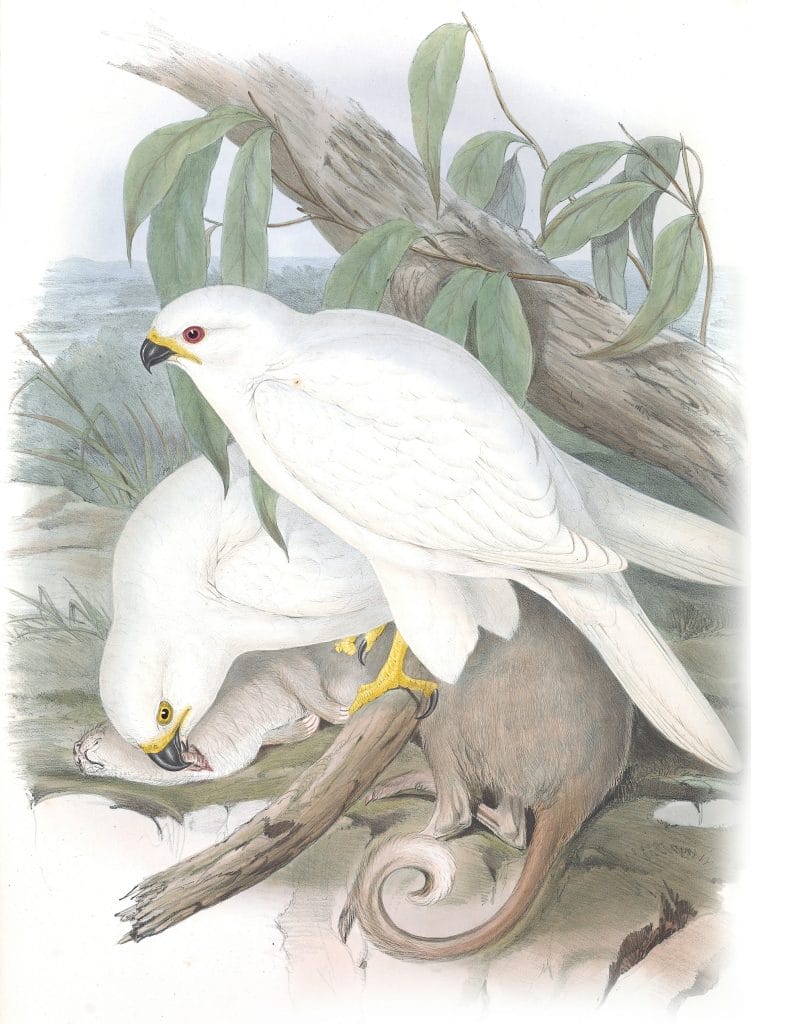 White Goshawk Bird Vintage Illustrations