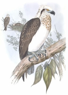 White Headed Osprey Bird Vintage Illustrations