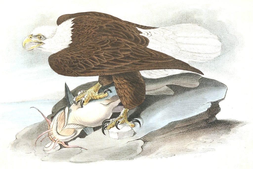 White Headed Sea Eagle Or Bald Eagle Bird Vintage Illustrations