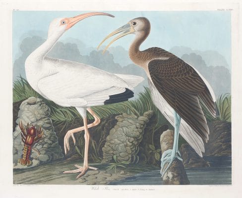 White Ibis Bird Vintage Illustrations