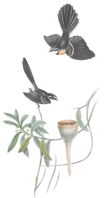 White Shafted Fantail Bird Vintage Illustrations