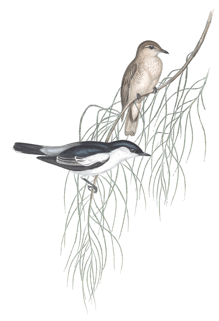 White Shouldered Campephaga Bird Vintage Illustrations