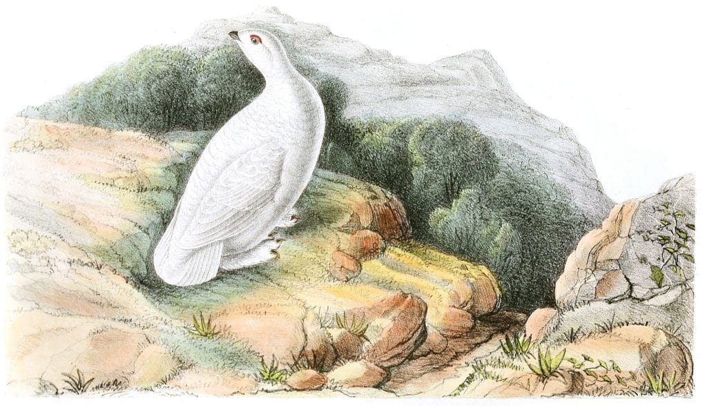 White Tailed Ptarmigan Bird Vintage Illustrations