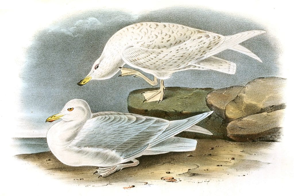 White Winged Lilvery Gull Bird Vintage Illustrations