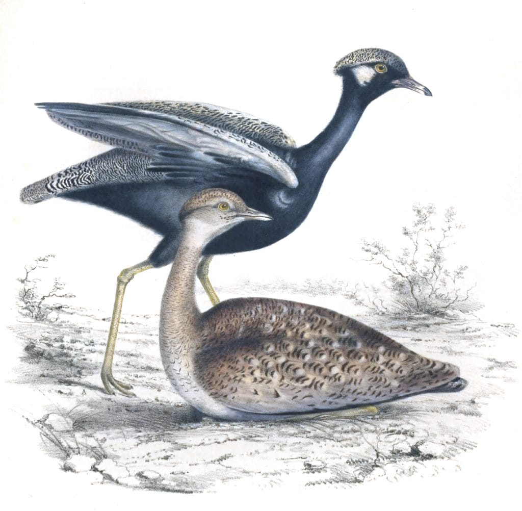 White quilled Bustard - Afrotis afraoides - Vintage Bird Illustration