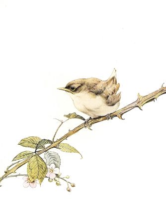 Whitethroat Baby Vintage Baby Bird Illustration