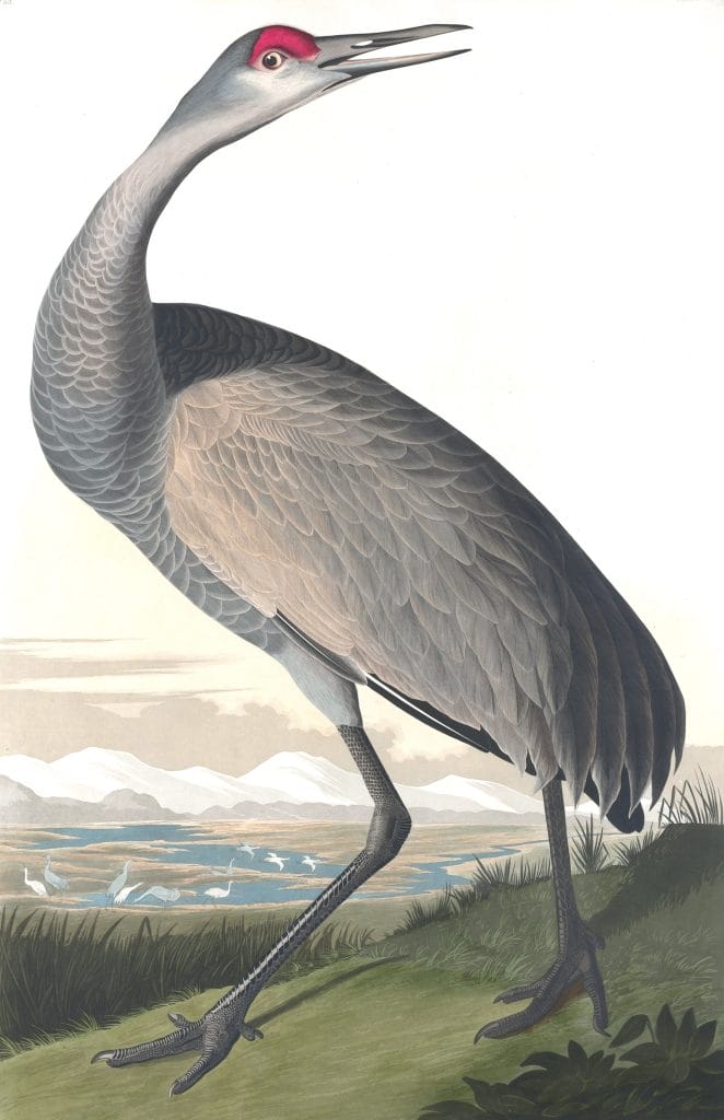 Whooping Crane 2 Bird Vintage Illustrations