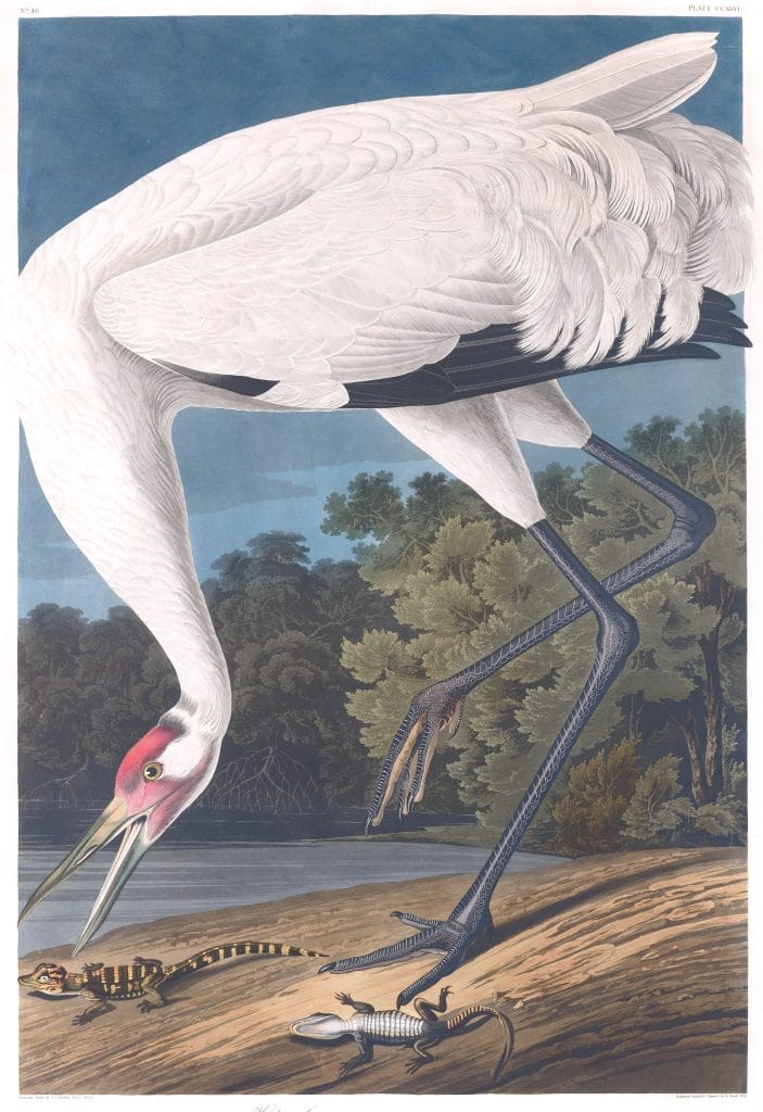 Whooping Crane Bird Vintage Illustrations