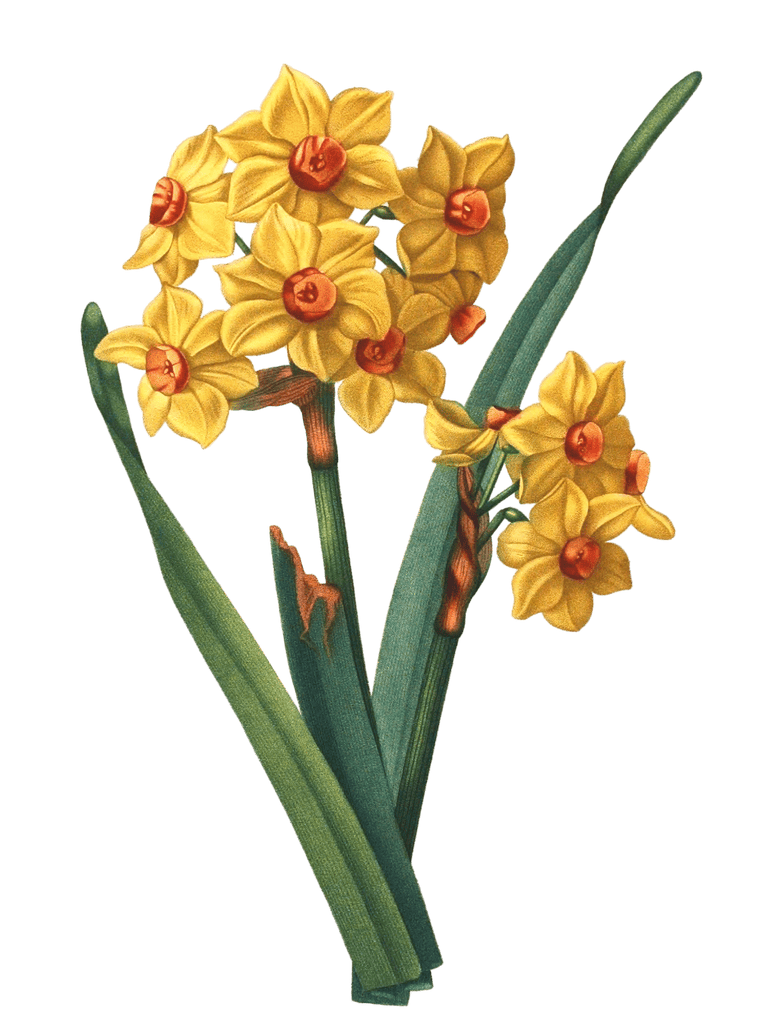 Wild Daffodil Narcisse Jaune Vintage Flower Illustration