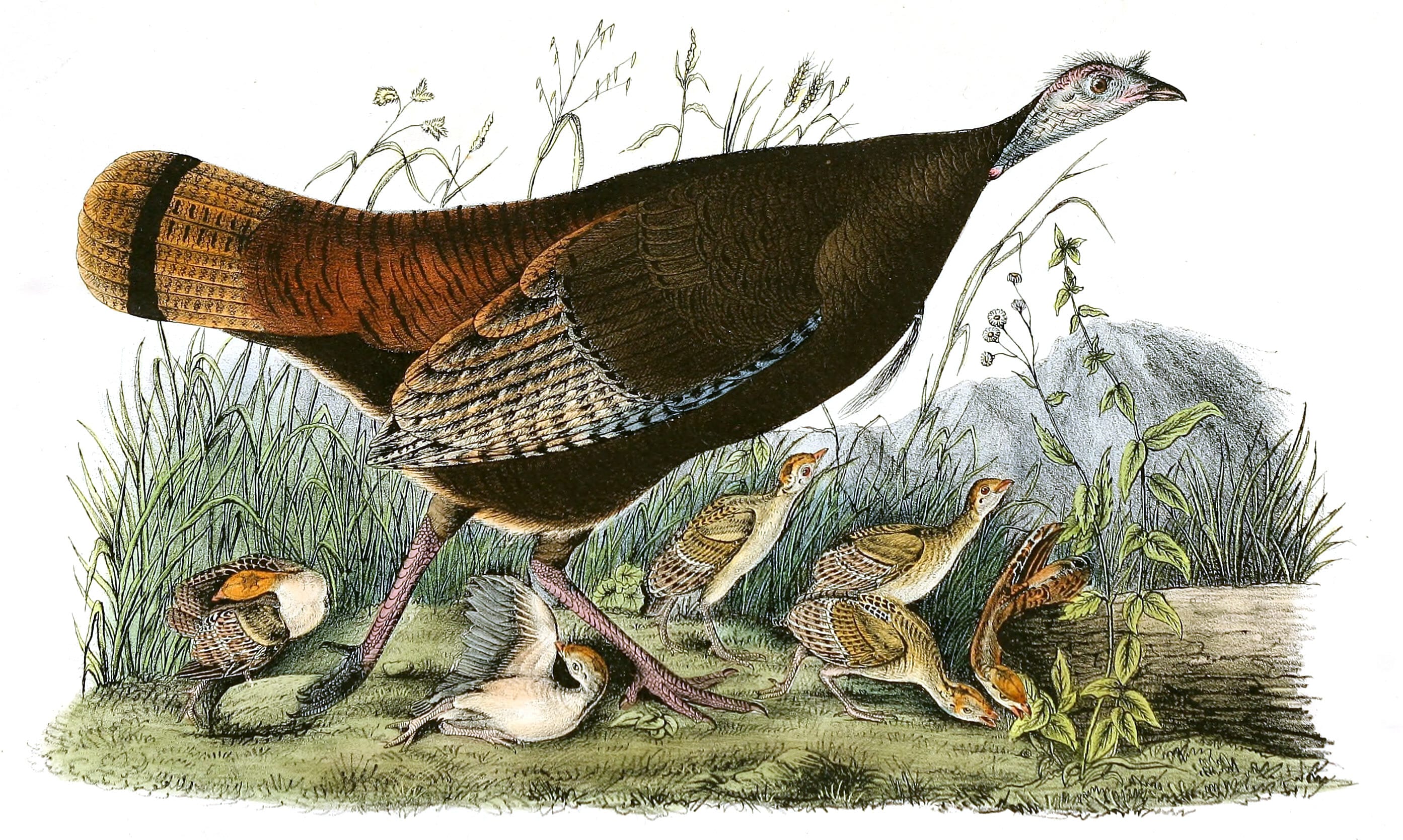 Wild Turkey Bird Vintage Illustrations Free Vintage Illustrations