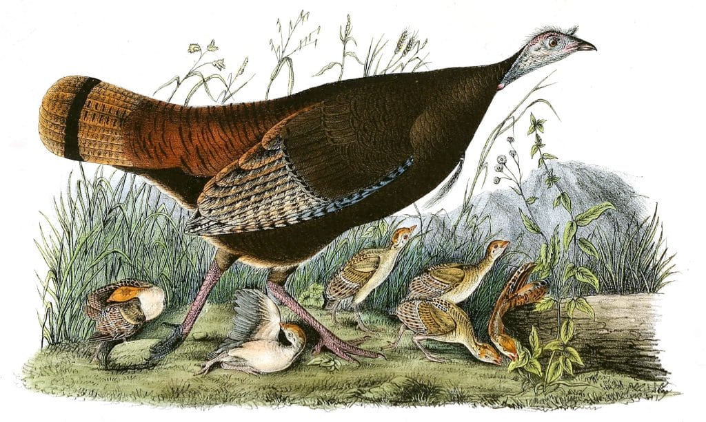 Wild Turkey Bird Vintage Illustrations