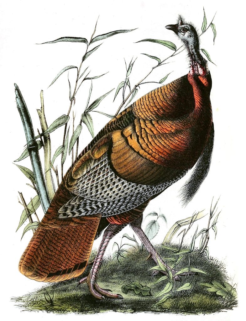 Wild Turkey1 Bird Vintage Illustrations
