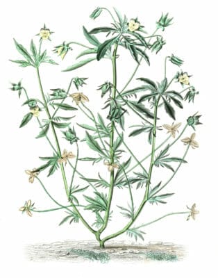 Wild-pansy-Pensee-Sauvage