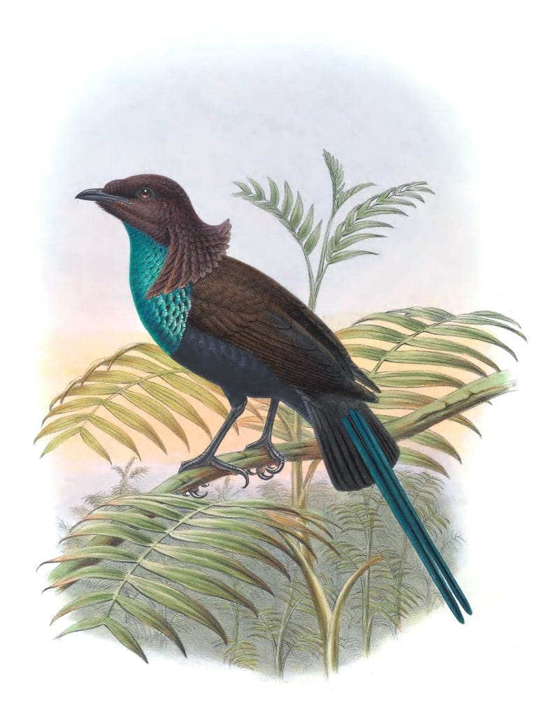 Wilhelminas Bird Of Paradise Lamprothorax Wilhelminae Vintage Illustration