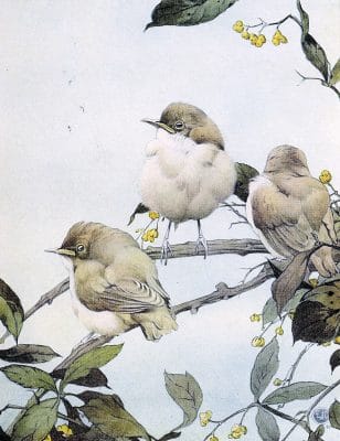 Willow Warbler Baby Vintage Baby Bird Illustration