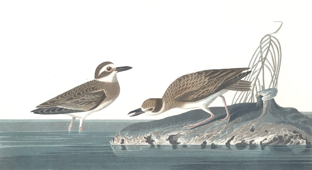 Wilsons Plover Bird Vintage Illustrations