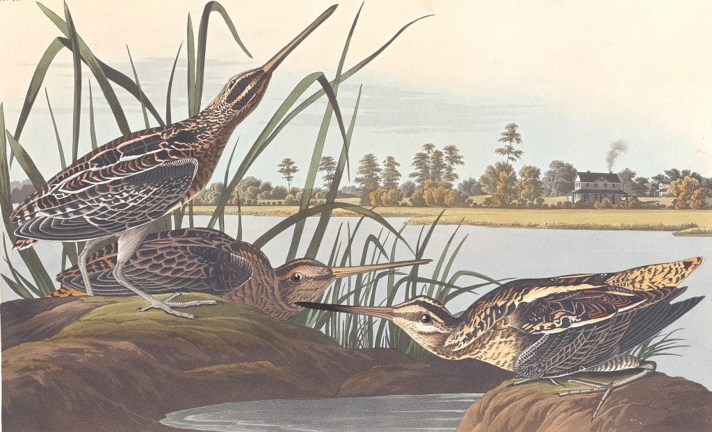 Wilsons Snipe Bird Vintage Illustrations