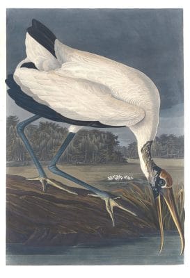 Wood Ibis Bird Vintage Illustrations