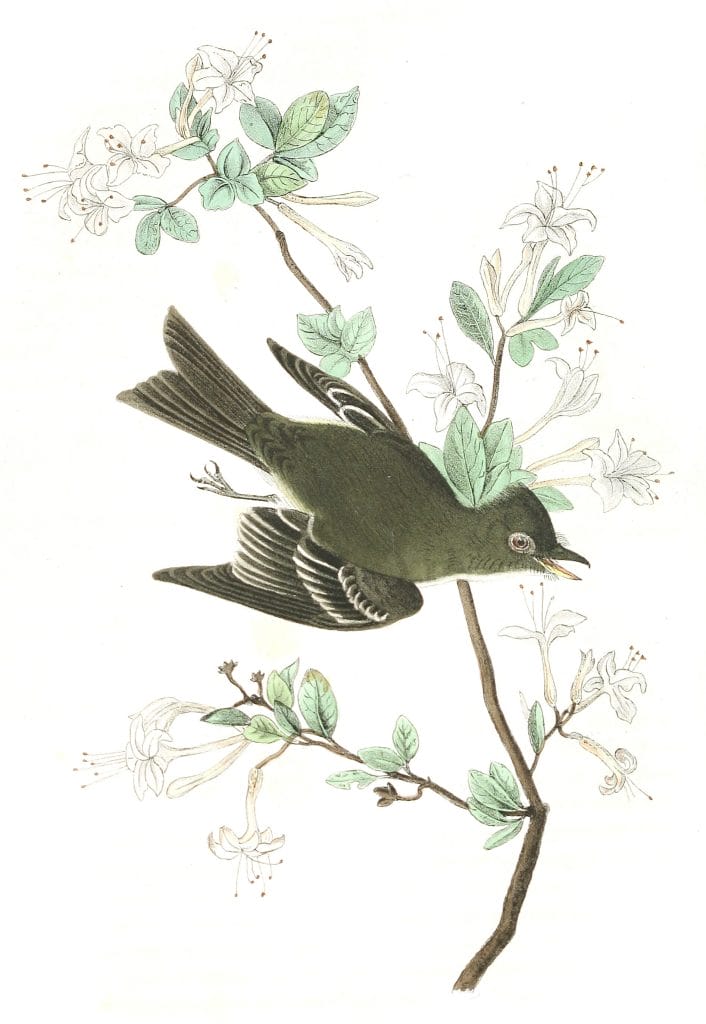 Wood Pewee Flycatcher Bird Vintage Illustrations