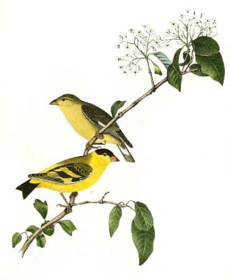 Yarrells Goldfinch Bird Vintage Illustrations