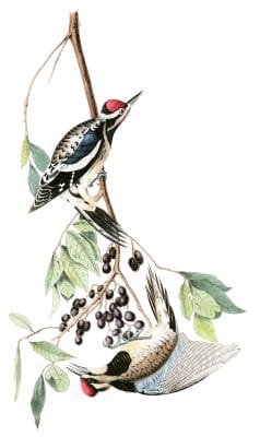 Yellow Bellied Woodpecker Bird Vintage Illustrations