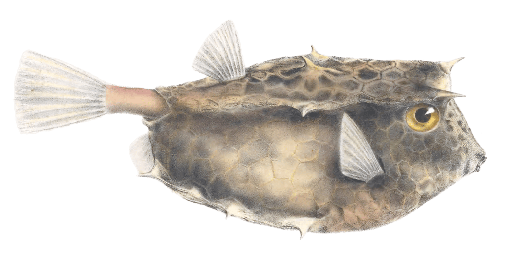 Yellow Boxfish 2Ostracion Bicuspes
